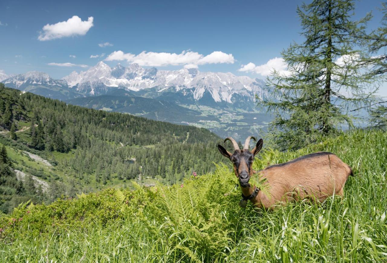 Johann Schladming Exteriör bild